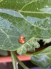 Harmonia octomaculata