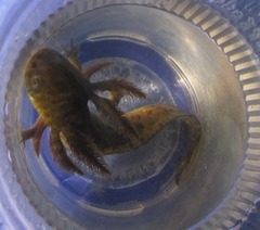 Ambystoma granulosum