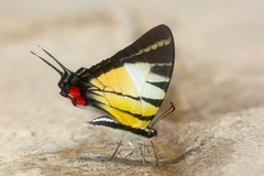 Graphium stratiotes