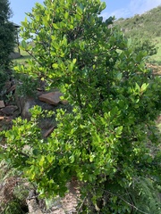 Apodytes dimidiata dimidiata