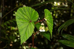 Begonia beryllae