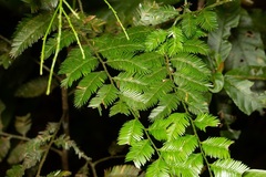 Dacrycarpus