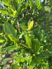 Apodytes dimidiata dimidiata