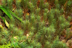 Dawsonia