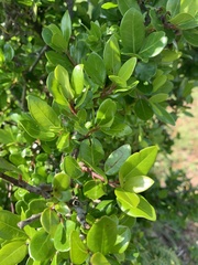 Apodytes dimidiata dimidiata