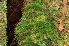 Teratophyllum