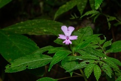 Impatiens kinabaluensis