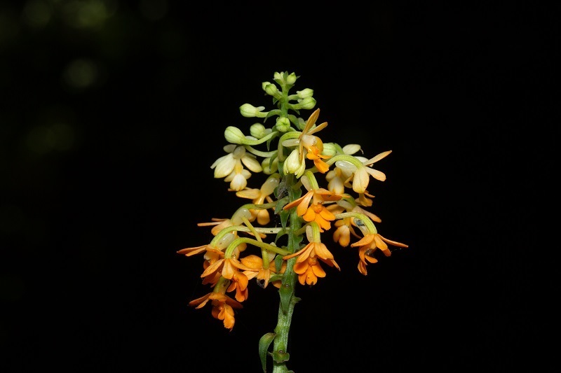 Calanthe kinabaluensis