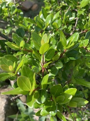 Apodytes dimidiata dimidiata