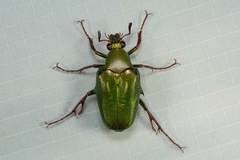 Pseudochalcothea spathulifera