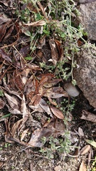 Heliotropium supinum