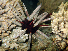 Phyllacanthus imperialis