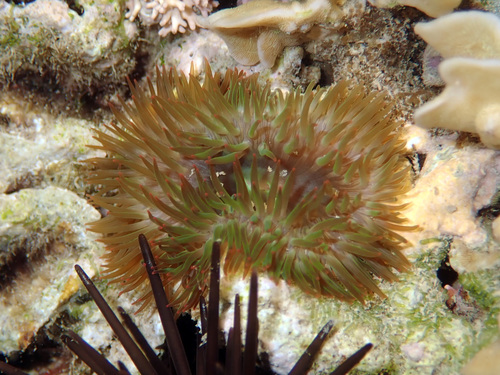 Genus Isactinia · iNaturalist