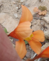 Tritonia securigera