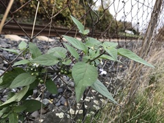 Solanum nigrum nigrum