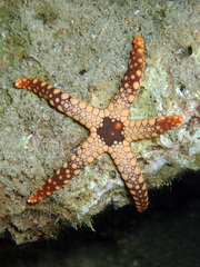 Fromia heffernani