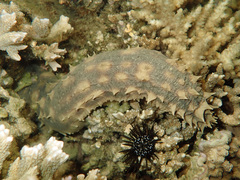 Holothuria hilla
