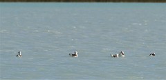 Larus dominicanus melisandae