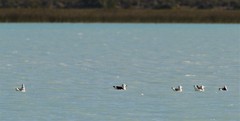 Larus dominicanus melisandae