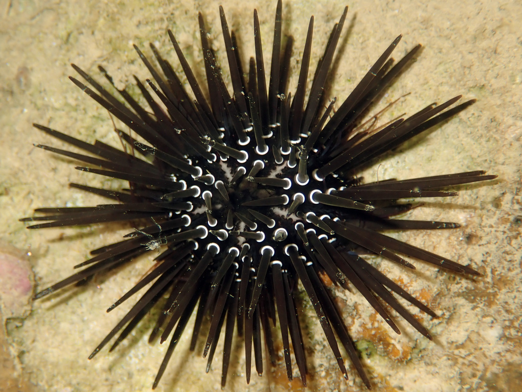 White Spot Urchin