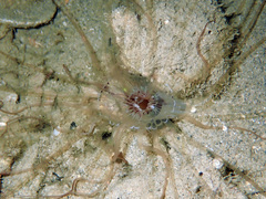 Ceriantharia