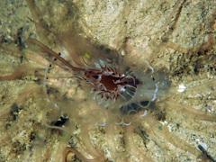 Ceriantharia