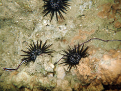Baseodiscus hemprichii
