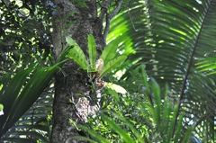 Thamnopteris