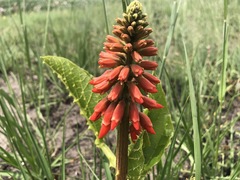 Erythrina zeyheri