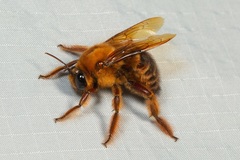 Xylocopa myops