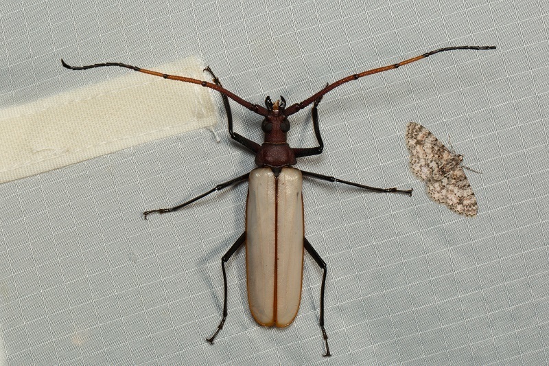 Aegosoma osseum