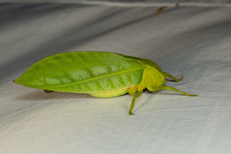 Xantia borneensis from Mt. Kinabalu NP, Sabah, Malaysia on August 5 ...