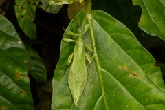 Phyllium cummingi