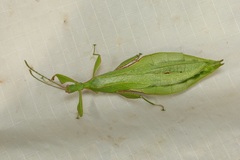 Phyllium cummingi