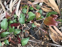 Grevillea laurifolia