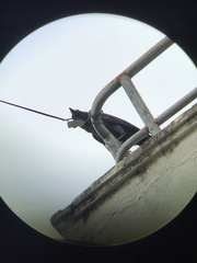 Corvus splendens