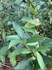 Lonicera involucrata