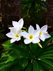 Plumeria pudica