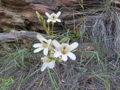 Tritonia pallida