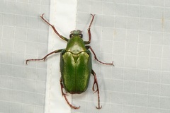 Pseudochalcothea spathulifera