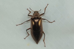 Picocamaria geniculata