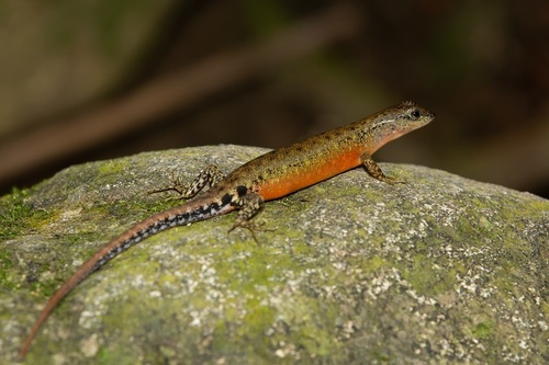 Sabah Slender Skink, Sphenomorphus sabanus