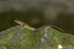 Sphenomorphus sabanus