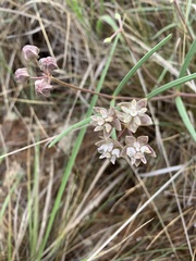 Asclepias cucullata cucullata