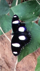Hypolimnas misippus