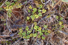 Azorella hydrocotyloides