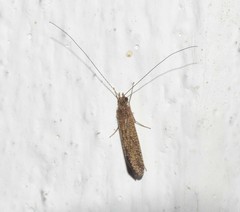 Hydropsychoidea