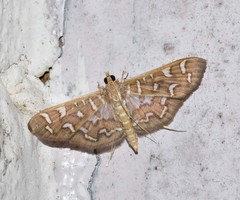 Nausinoe