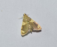 Rehimena phrynealis