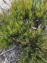 Allocasuarina nana